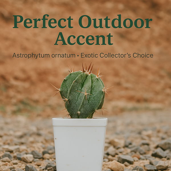 Astrophytum ornatum
