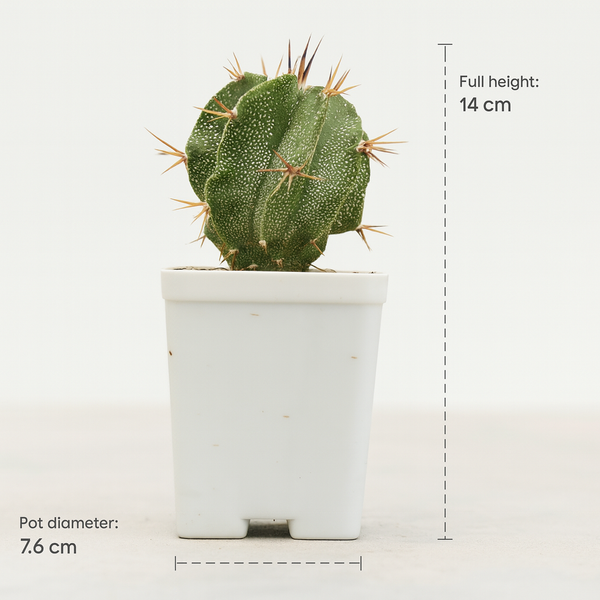 Astrophytum ornatum
