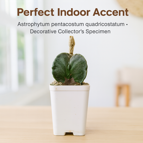Astrophytum pentacostum quadricostatum