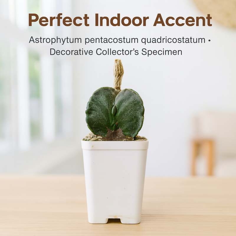 Astrophytum pentacostum quadricostatum