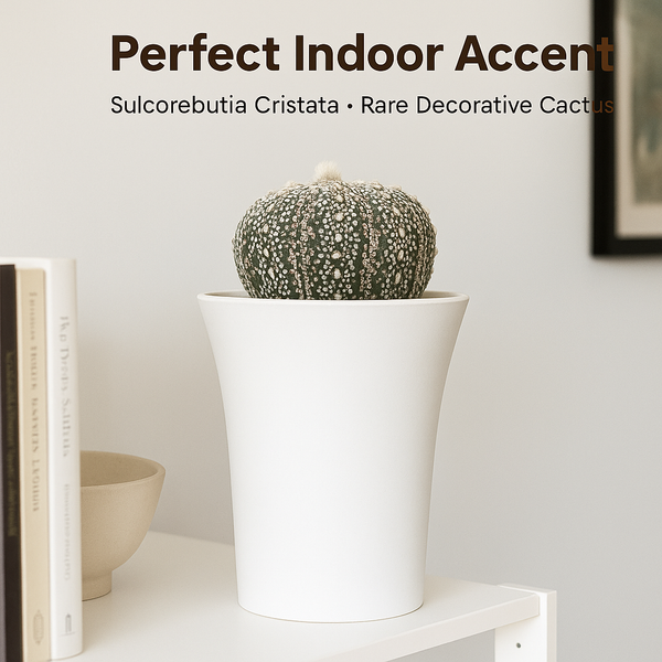 Astrophytum superkabuata cv ooibo Ak555