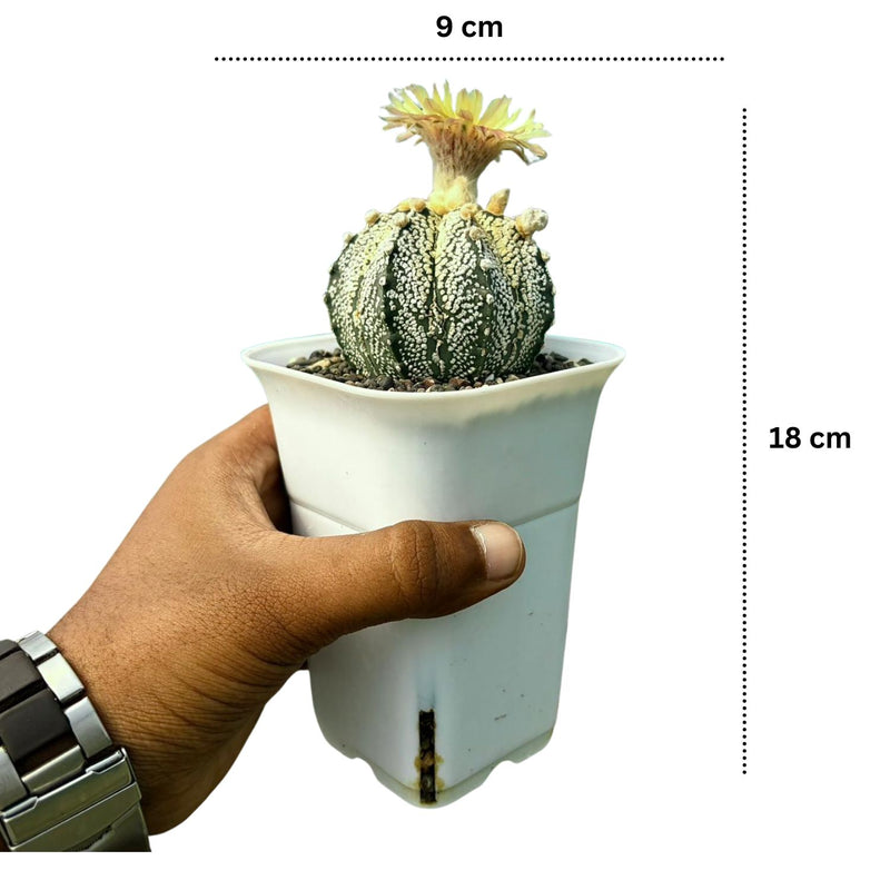Astrophytum super kabuto Cobra Skin (SK.577)