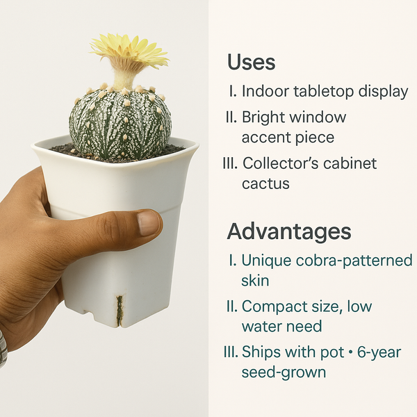 Astrophytum super kabuto Cobra Skin (SK.577)