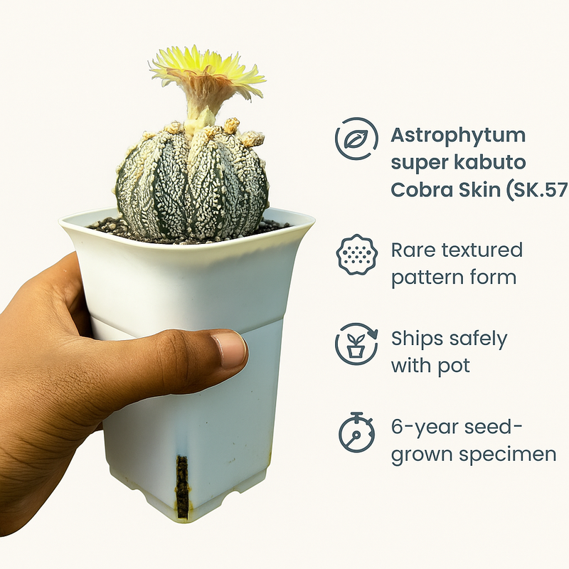 Astrophytum super kabuto Cobra Skin (SK.577)