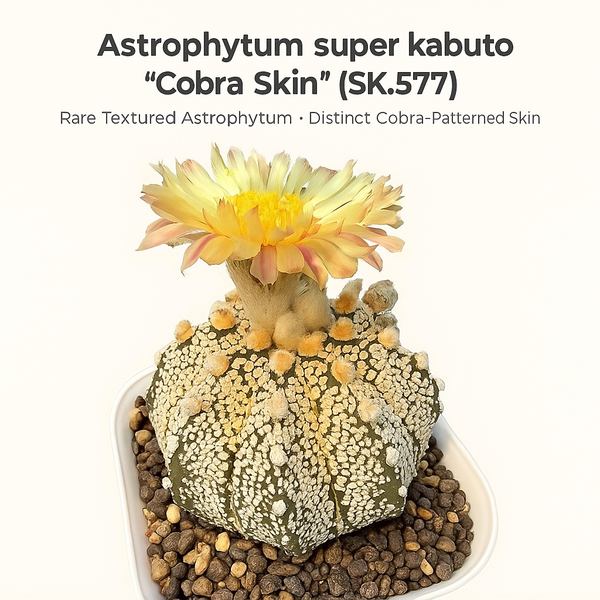 Astrophytum super kabuto Cobra Skin (SK.577)