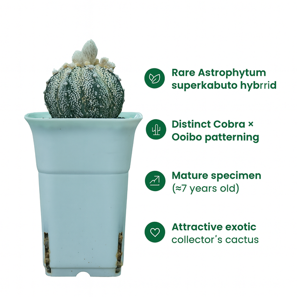 Astrophytum superkabuata cv cobra + ooibo Sk.011