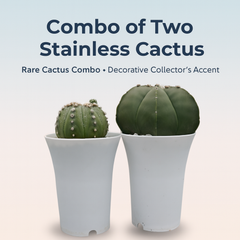 Combo of two stainless cactus