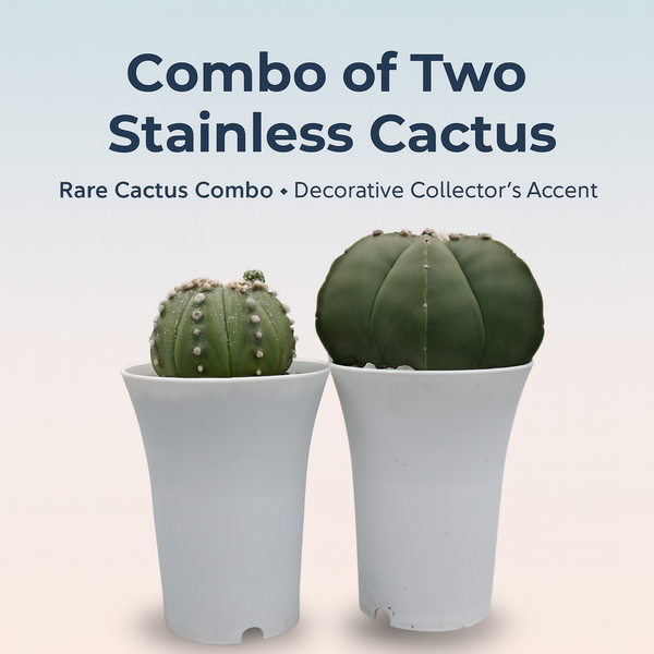 Combo of two stainless cactus