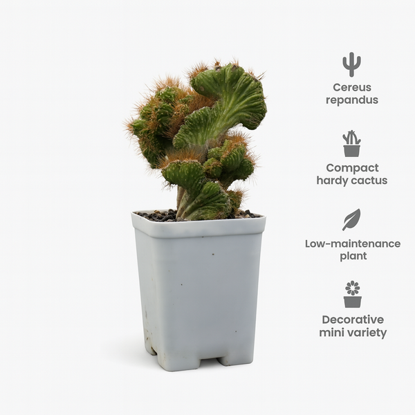 Cereus repandus