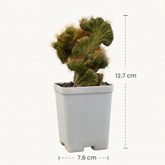 Cereus repandus