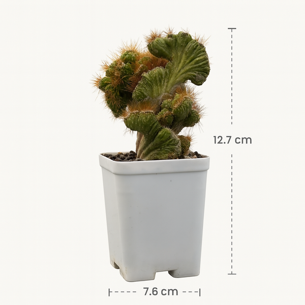 Cereus repandus