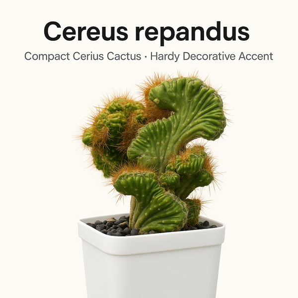 Cereus repandus