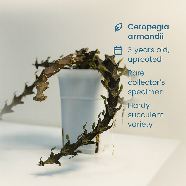 Ceropegia armandii