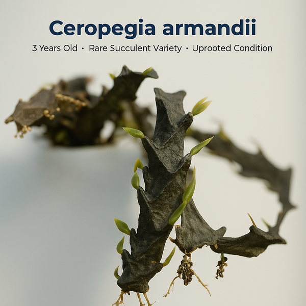 Ceropegia armandii