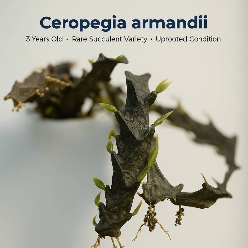 Ceropegia armandii