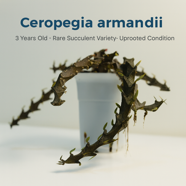 Ceropegia armandii