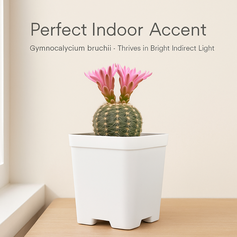 Gymnocalycium bruchii M1