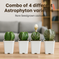 Combo 4 of different Astrophytum varieties