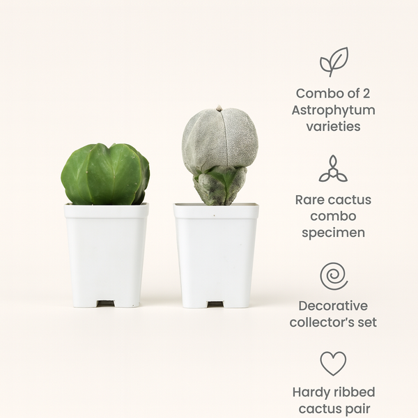 Combo of Two Astrophytum Varieties 2