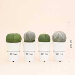 Combo 4 different varieties of Astrophytum
