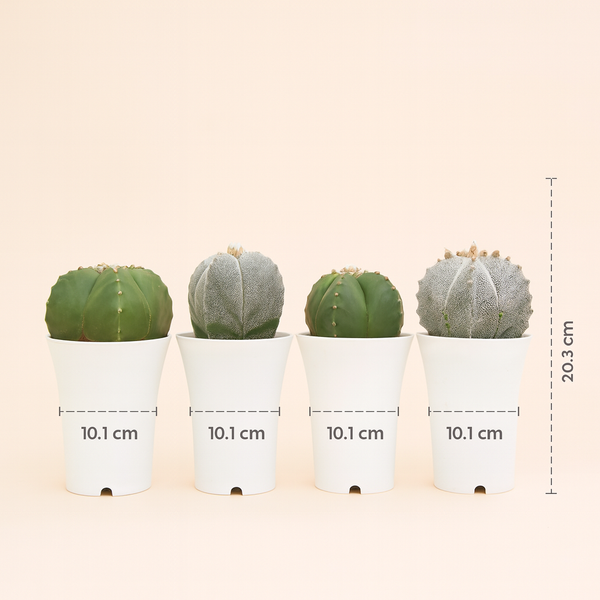Combo 4 different varieties of Astrophytum
