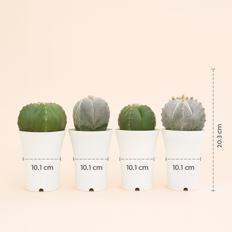 Combo 4 different varieties of Astrophytum