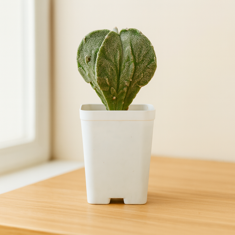 Combo of 2 Different Astrophytum Fukuryu