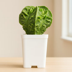 Combo of 2 Different Astrophytum Fukuryu