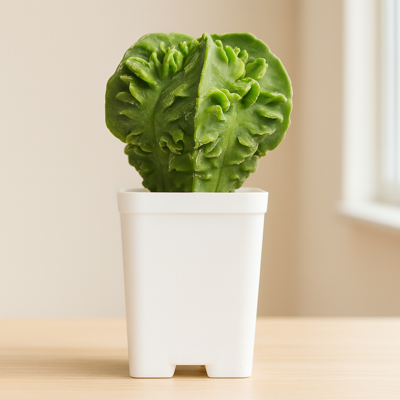 Combo of 2 Different Astrophytum Fukuryu