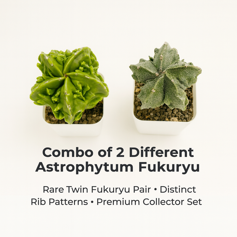 Combo of 2 Different Astrophytum Fukuryu