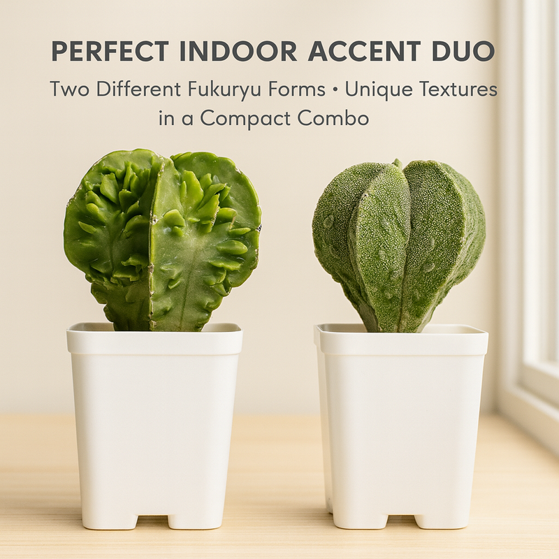 Combo of 2 Different Astrophytum Fukuryu