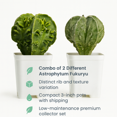Combo of 2 Different Astrophytum Fukuryu