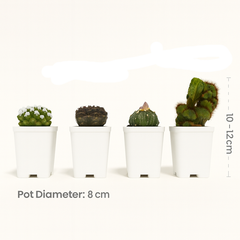 Combo of 4 Cactus