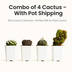 Combo of 4 Cactus