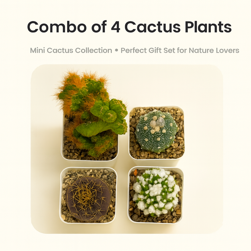 Combo of 4 Cactus