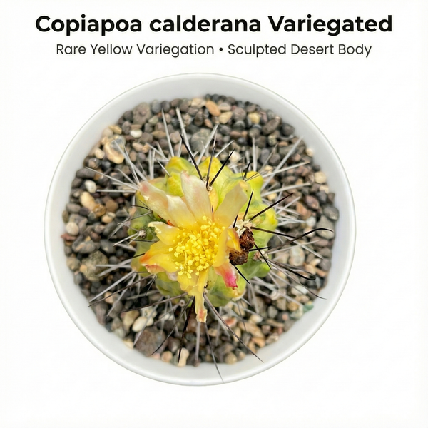 Copiapoa calderana variegated