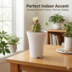 Copiapoa calderana variegated