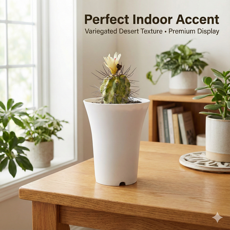 Copiapoa calderana variegated