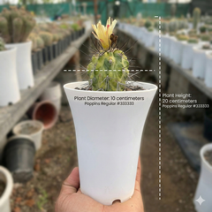 Copiapoa calderana variegated