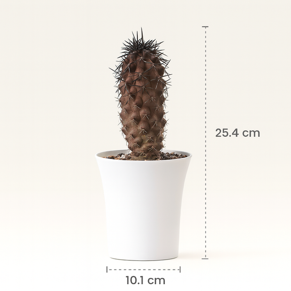 Copiapoa dura