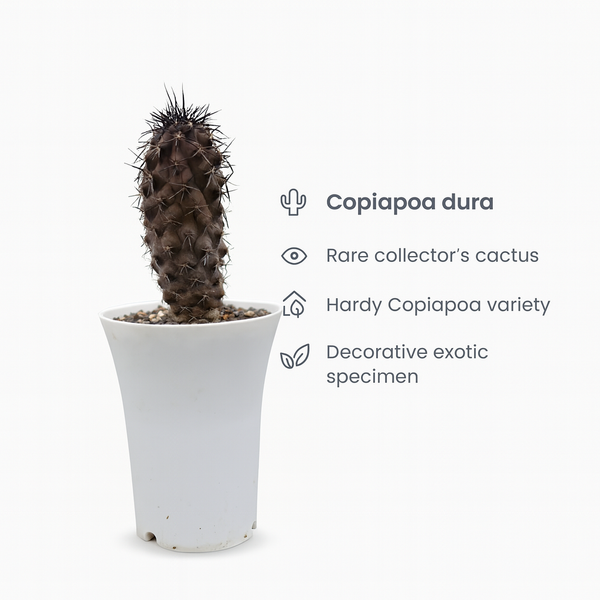 Copiapoa dura