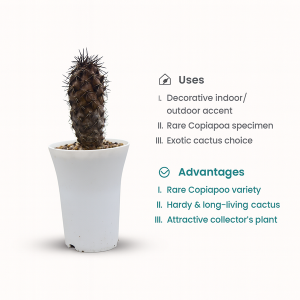 Copiapoa dura
