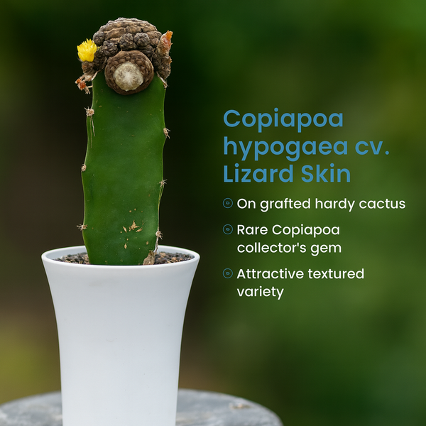 Copiapoa hypogaea cv. Lizard Skin