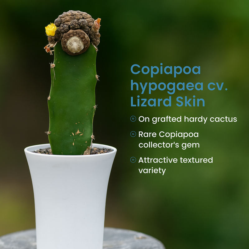Copiapoa hypogaea cv. Lizard Skin