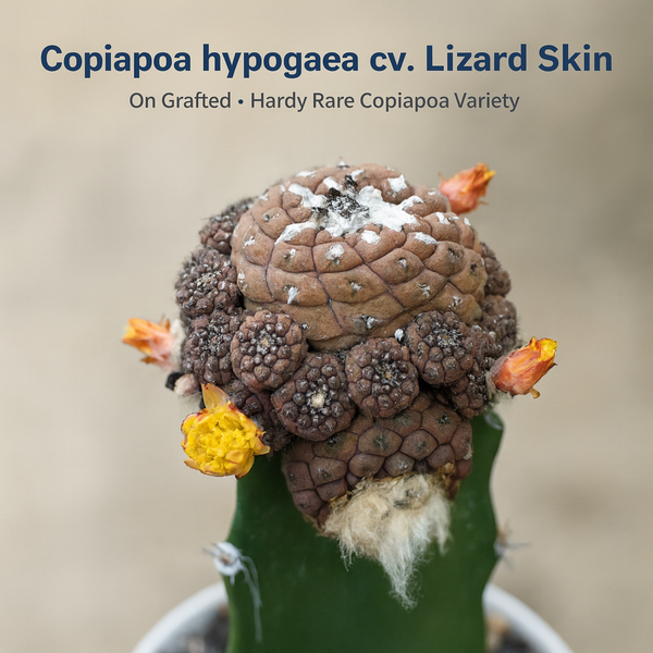 Copiapoa hypogaea cv. Lizard Skin