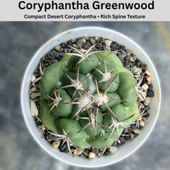 coryphantha greenwood