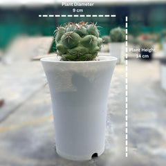 coryphantha greenwood