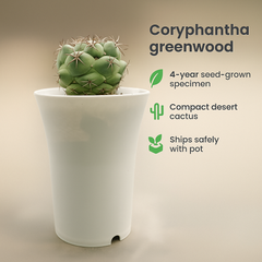 coryphantha greenwood