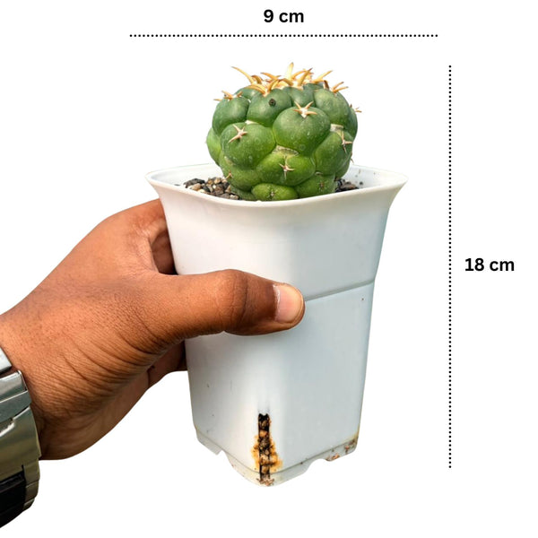 Coryphantha elephantidens cv. Bummbanna Zougemaru