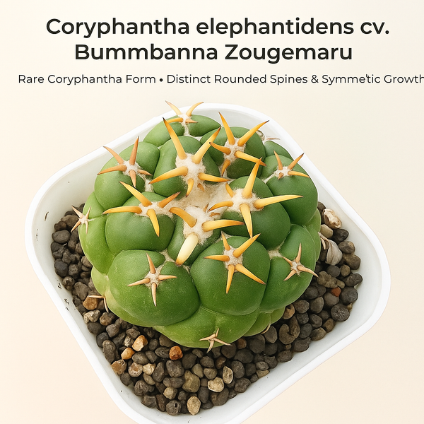 Coryphantha elephantidens cv. Bummbanna Zougemaru